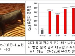 농촌진흥청, 몸속에서 유전자 가위 발현하는 돼지 개발 기사 이미지